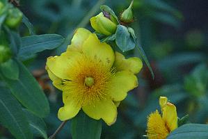 2025-07179610 Tower Hill Botanic Garden, MA